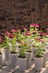 Verbena hybrida seedlings in white plastic pots. The concept of gardening.