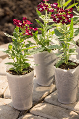 Verbena hybrida seedlings in white plastic pots. The concept of gardening.