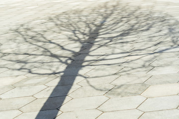 black and white shadow of the tree on the pavement