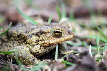 Kröte, Kröten im Frühjahr 