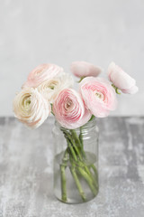 Persian buttercup in glass vases. Bunch pale pink ranunculus flowers light background. Wallpaper,