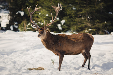 Naklejka na ściany i meble deer with big antlers