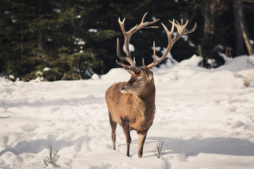deer with big antlers