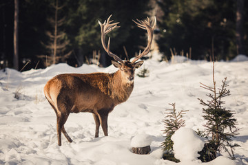 deer with big antlers