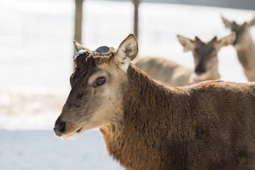 deer with cutted antlers in the field