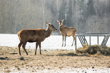 deer with cutted antlers in the field