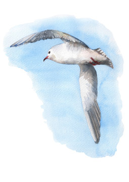 Beautiful seagull flying into the sky. Watercolor hand drawn illustration.