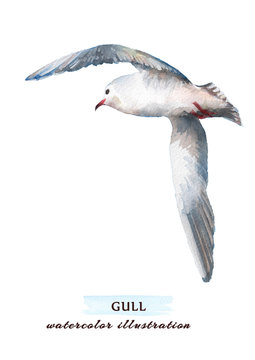 Beautiful seagull flying into the sky. Watercolor hand drawn illustration, isolated on a white background.