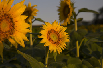 Sunflowers