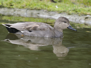 Wigeon, Anas penelope