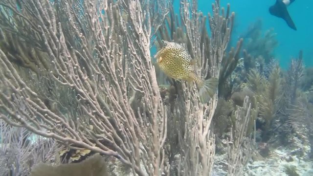 scenics from the coral reefs of the mesoamerican barrier. Mayan Riviera, Mexican Caribbean.
