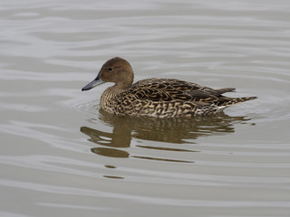 Wigeon, Anas penelope