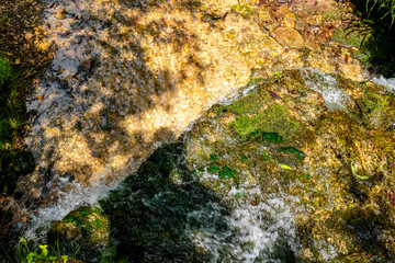 Forest stream 