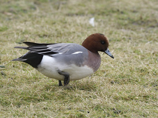 Wigeon, Anas penelope