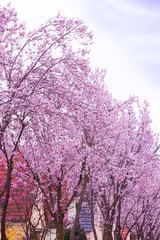 pink blühende Kirschbäume in einer Strasse