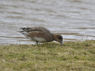 Wigeon, Anas penelope