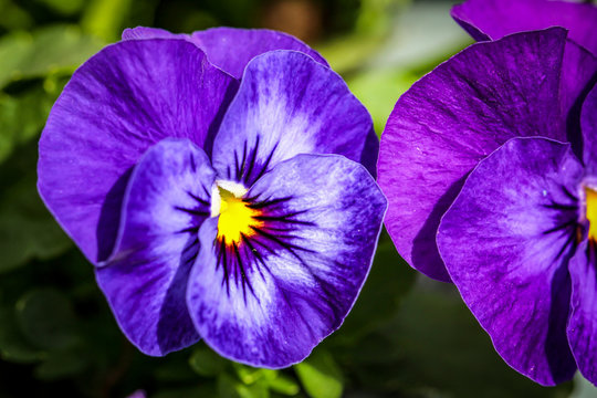 Stiefm&uuml;tterchen, Veilchen, Blume 