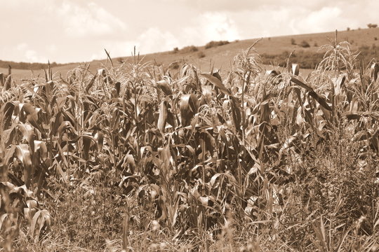 Corn field. Typical rural landscape in the plains of Transylvania, Romania. Green landscape in the midsummer, in a sunny day