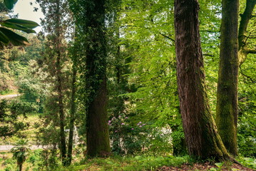 Obraz premium Botanical gardens in Batumi.Georgia