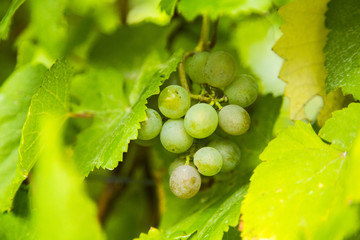 Grapes on the Vine