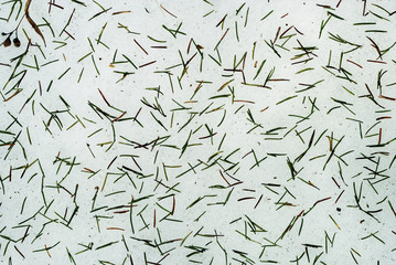 background - fallen yellow and green fir needles on spring snow..