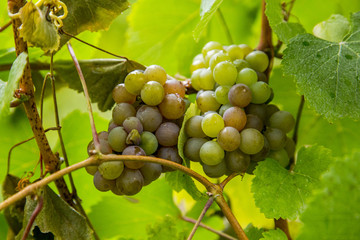 Grapes