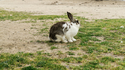 Rabbit on grass