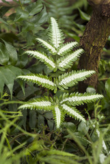 beautiful fern Pteris quadriaurita with a white pattern on the pinnate leaves in the grassy undergrowth..