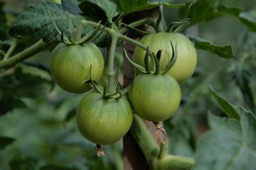tomates vertes
