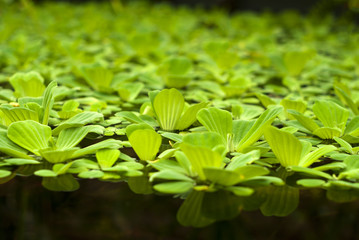 Fototapeta na wymiar water lettuce (Pistia stratiotes, water cabbage, Nile cabbage, or shellflower) floats on the surface of the pond
