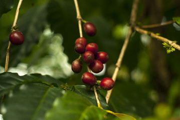 red ripe fruit coffee cherries on a coffee tree