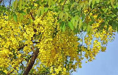 Fototapeta premium Cluster of Golden shower, Cassia Fistula, flowers in tree. Known as konna in Kerala, India and is a sacred flower associated with the Hindu Vishu festival. It is national flower of Thailand. 