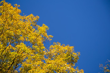 Clear Blue Sky in the Fall
