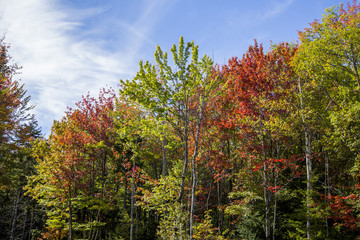 Colorful Trees