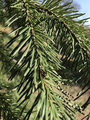 Obraz premium Coloradotanne