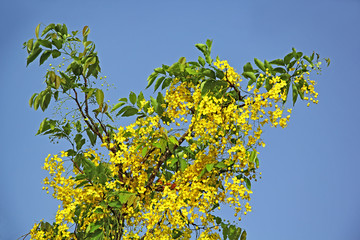Golden shower or Cassia Fistula, the national flower of Thailand, blossom in tree branch. Called konna in Kerala, India and forms part of traditonal Hindu Vishu festival. 
