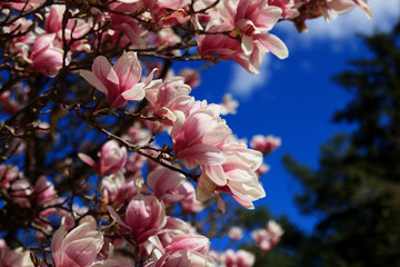 blühende Magnolie