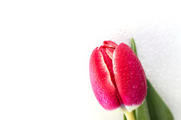 Beautiful red Tulip with rain drops on white background