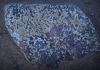 Mussel is the common name used for members of families of bivalve molluscs. © GINTAS7333