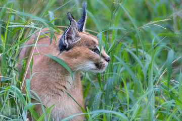 Caracal