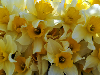 yellow daffodils bouquet