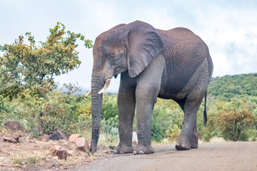 Fototapeta premium African Elephant
