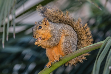 squirrel eating a nut