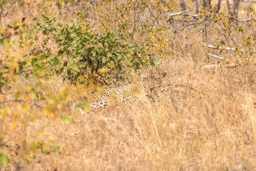 Leopard in Grass