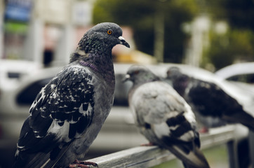 Pigeon