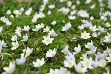 White forest flowers.