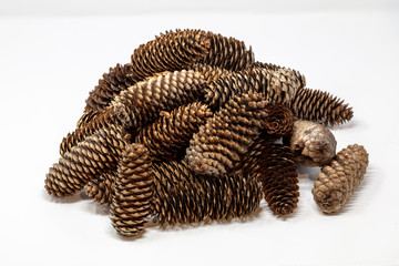 mehrere Fichtenzapfen, Hintergrund weiss