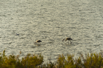 Flamingo