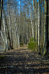Obraz premium Path in the woods by a lake