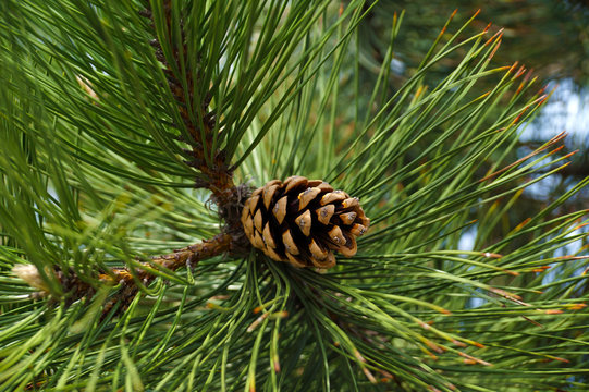 Seed cone surrounded by long needles of black pine